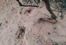 Corpo é encontrado parcialmente enterrado em área rural de Bragança Paulista