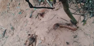 Corpo é encontrado parcialmente enterrado em área rural de Bragança Paulista
