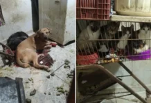 Gatos encontrados confinados e cão em meio às fezes: mulher é presa em flagrante