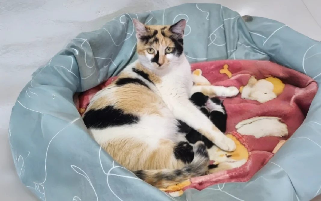 Mais de 100 animais já passaram pelo Programa Lar Temporário em Bragança Paulista