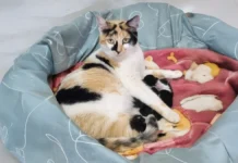 Mais de 100 animais já passaram pelo Programa Lar Temporário em Bragança Paulista