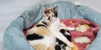 Mais de 100 animais já passaram pelo Programa Lar Temporário em Bragança Paulista