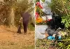 Cena de cachorro morto sendo descartado em área de mato gera indignação