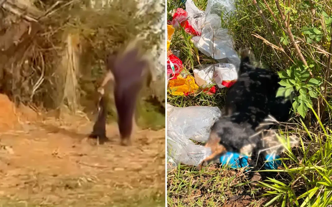 Cena de cachorro morto sendo descartado em área de mato gera indignação