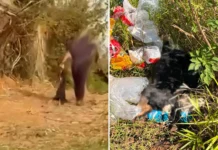 Cena de cachorro morto sendo descartado em área de mato gera indignação