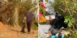 Cena de cachorro morto sendo descartado em área de mato gera indignação