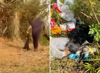 Cena de cachorro morto sendo descartado em área de mato gera indignação