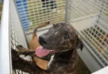 Defesa Animal realiza 17ª Feirinha de Adoção em Atibaia