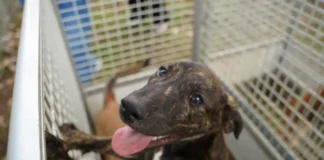 Defesa Animal realiza 17ª Feirinha de Adoção em Atibaia