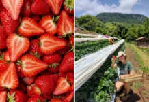Festa do Morango de Socorro começa nesta sexta-feira com gastronomia e turismo rural