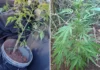 Homem é preso após fugir de abordagem e PM localizar pés de maconha em Piracaia