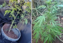 Homem é preso após fugir de abordagem e PM localizar pés de maconha em Piracaia