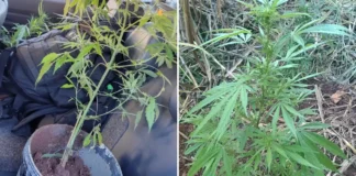 Homem é preso após fugir de abordagem e PM localizar pés de maconha em Piracaia