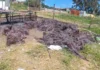 Polícia Militar encontra grande quantidade de fios de cobre queimados em terreno de Atibaia