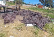 Polícia Militar encontra grande quantidade de fios de cobre queimados em terreno de Atibaia