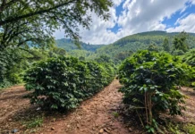 2º Festival do Café de Bragança Paulista acontece de 9 a 12 de outubro no Posto de Monta