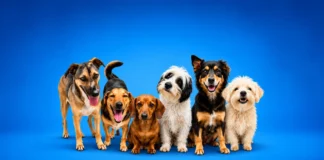 Cães e gatos resgatados aguardam uma nova família em Bragança Paulista