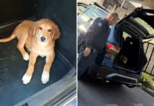 Filhote caramelo é acolhido após ocorrência de furto em Bragança Paulista