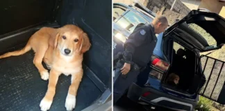 Filhote caramelo é acolhido após ocorrência de furto em Bragança Paulista