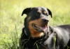 Idosa de 73 anos é atacada por 2 rottweilers em Amparo