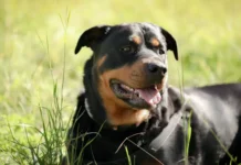 Idosa de 73 anos é atacada por 2 rottweilers em Amparo