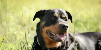 Idosa de 73 anos é atacada por 2 rottweilers em Amparo