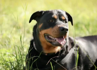Idosa de 73 anos é atacada por 2 rottweilers em Amparo
