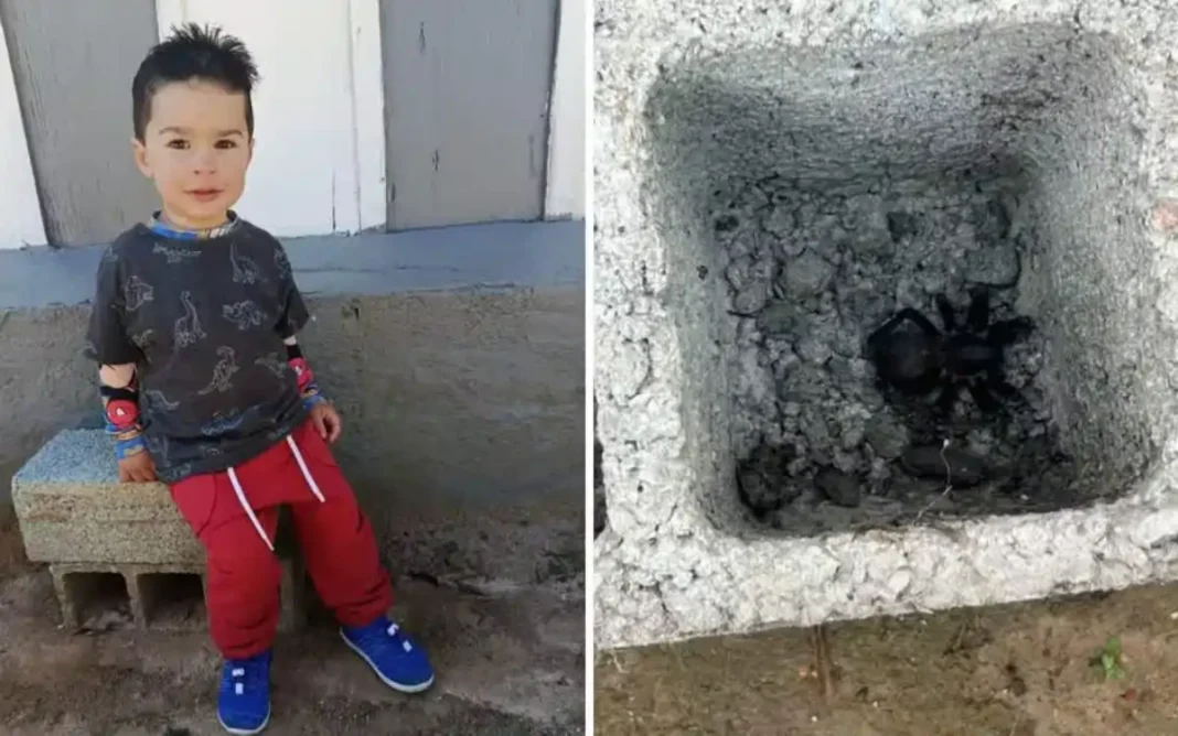 Menino de 1 ano e 10 meses morre após suposta picada de aranha em Atibaia