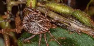 Amparo decreta emergência em saúde após quatro mortes suspeitas de febre maculosa