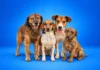 Animais acolhidos pelo Abrigo Municipal aguardam adoção em Bragança Paulista