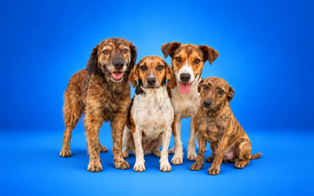Animais acolhidos pelo Abrigo Municipal aguardam adoção em Bragança Paulista