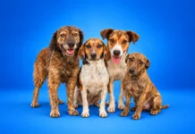 Animais acolhidos pelo Abrigo Municipal aguardam adoção em Bragança Paulista