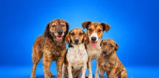 Animais acolhidos pelo Abrigo Municipal aguardam adoção em Bragança Paulista