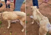Homem é preso em flagrante por maus-tratos a animais em Bragança Paulista