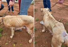 Homem é preso em flagrante por maus-tratos a animais em Bragança Paulista
