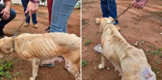 Homem é preso em flagrante por maus-tratos a animais em Bragança Paulista