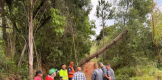 Homem morre eletrocutado após entrar em contato com tronco energizado em estrada rural de Pinhalzinho