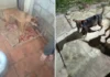 Homem é preso em flagrante por suspeita de maus-tratos contra 11 cães em Pinhalzinho