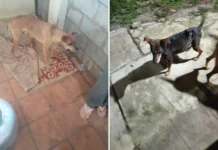 Homem é preso em flagrante por suspeita de maus-tratos contra 11 cães em Pinhalzinho