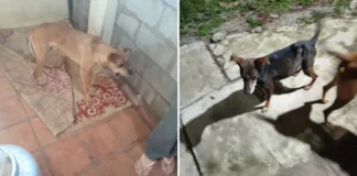 Homem é preso em flagrante por suspeita de maus-tratos contra 11 cães em Pinhalzinho
