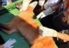 Lobo-guará é resgatado durante operação no Lago Taboão, em Bragança Paulista