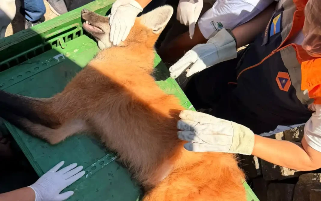 Lobo-guará é resgatado durante operação no Lago Taboão, em Bragança Paulista
