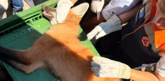 Lobo-guará é resgatado durante operação no Lago Taboão, em Bragança Paulista