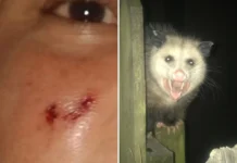Moradora é arranhada no rosto por saruê enquanto dormia em casa, em Bragança Paulista