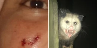 Moradora é arranhada no rosto por saruê enquanto dormia em casa, em Bragança Paulista
