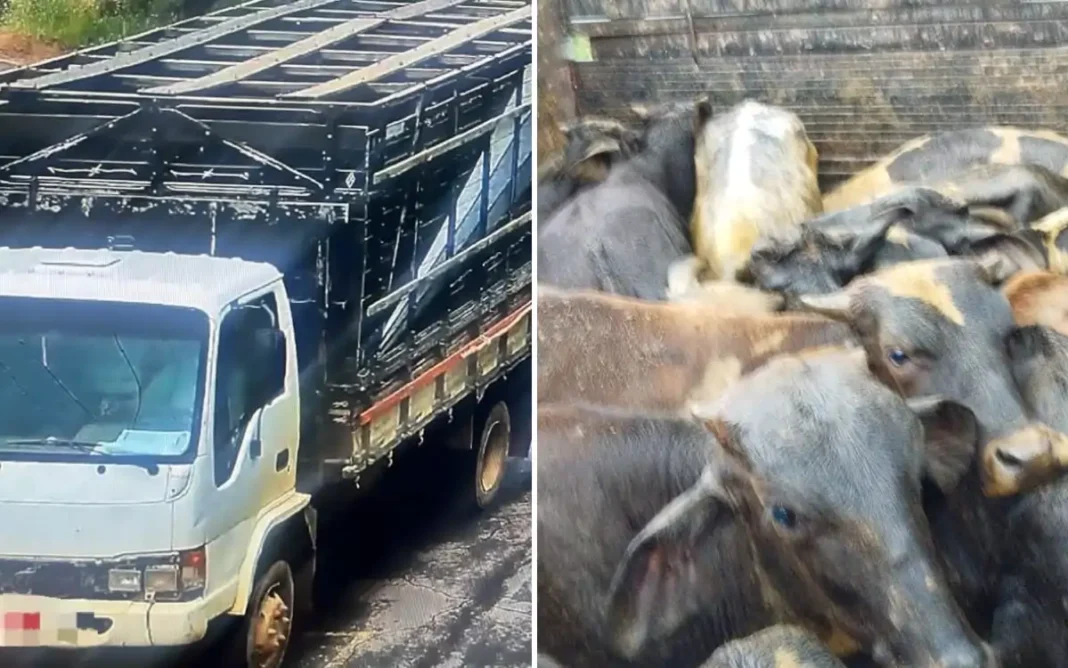 POLÍCIA MILITAR RECUPERA 14 BEZERROS FURTADOS EM MUNHOZ SUSPEITO É PRESO EM ANDRADAS