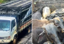 Polícia Militar recupera 14 bezerros furtados em Munhoz; suspeito é preso em Andradas