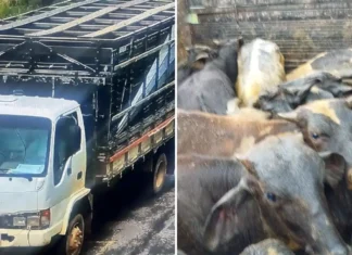 Polícia Militar recupera 14 bezerros furtados em Munhoz; suspeito é preso em Andradas